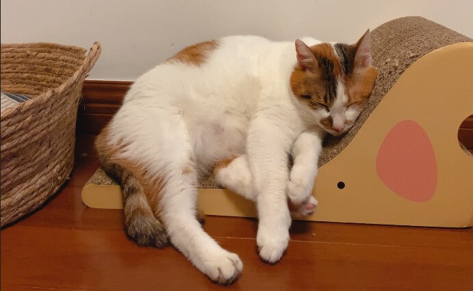 貓抓板生產設備哪個品牌好 —— 選擇華洲數控